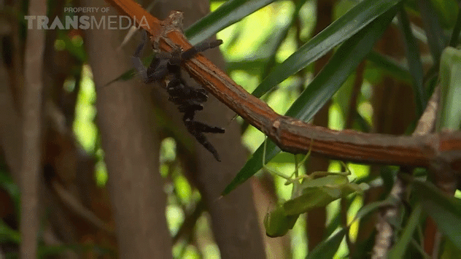 Clip: Nhện Tarantula đại chiến bọ ngựa