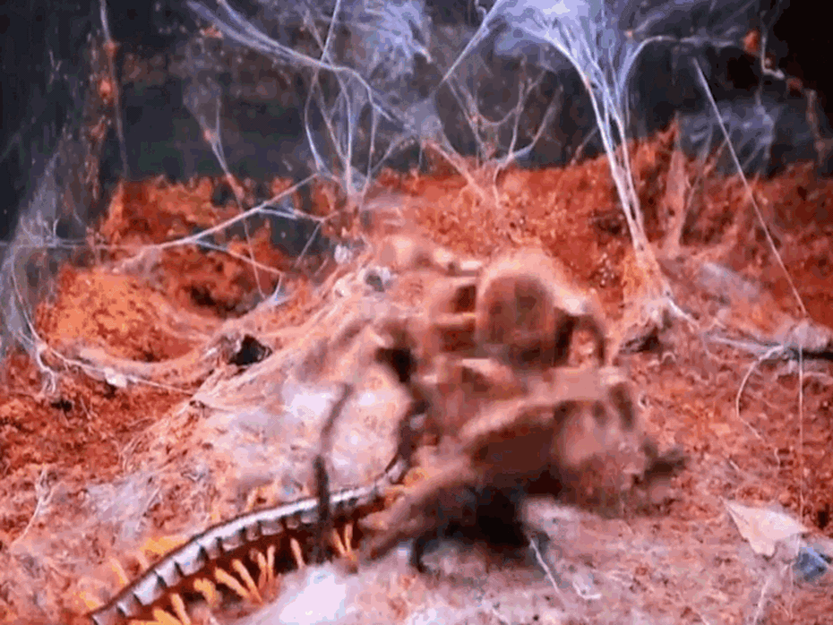 Clip: Rết khổng lồ bị nhện độc khổng lồ làm thịt