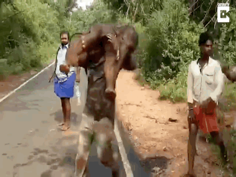 Clip: Cõng voi con lên vai hối hả chạy trong nỗ lực giải cứu