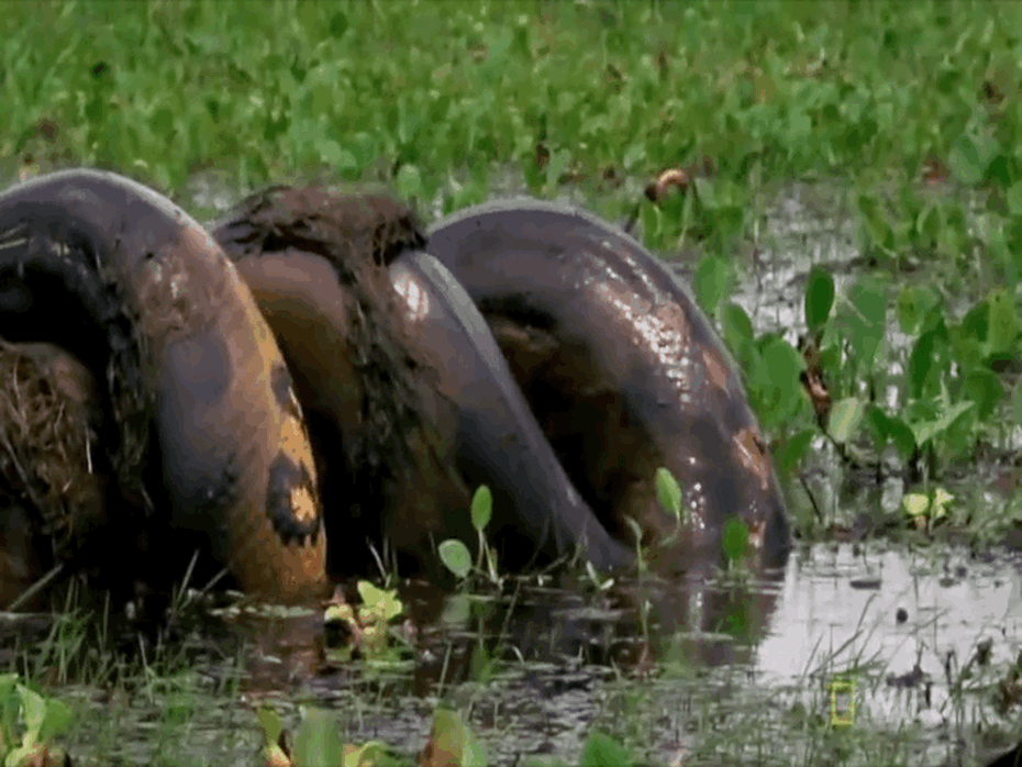 Clip: Kinh hãi cảnh trăn Anaconda giết chết chuột khổng lồ