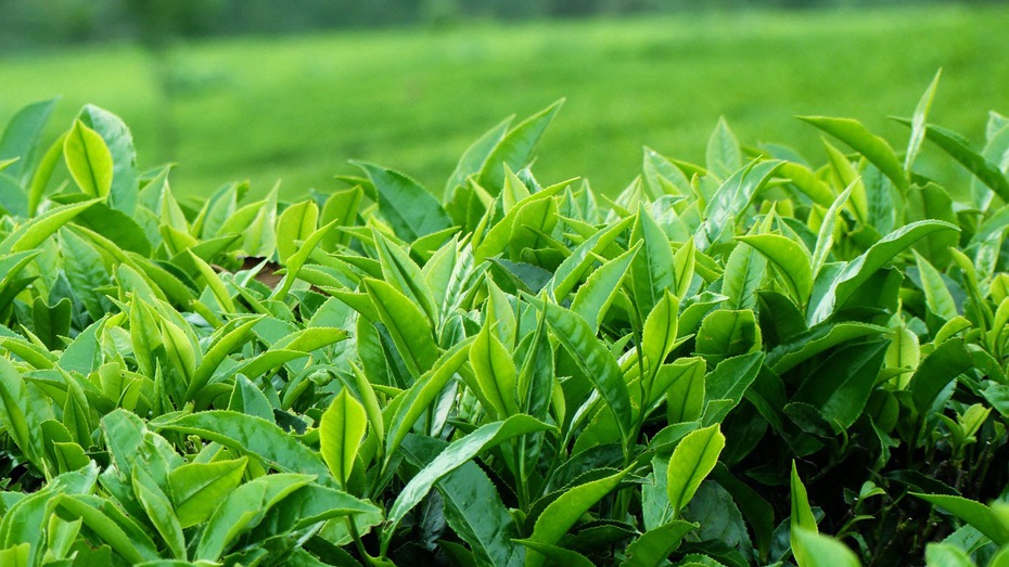 Bài thuốc dân gian đánh tan cơn ác mộng “viêm cánh”