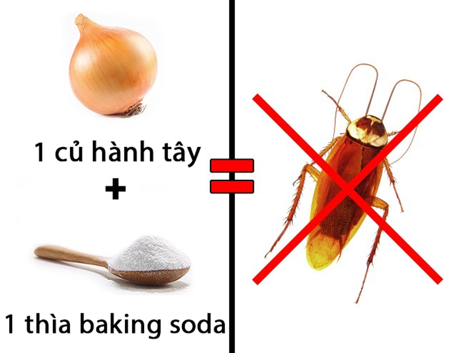 Cách “thổi bay” bộ ba côn trùng đáng ghét: Gián - Kiến - Muỗi
