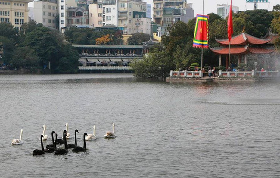 Đàn thiên nga ở Hà Nội: Đã cho là “không đòi quà”