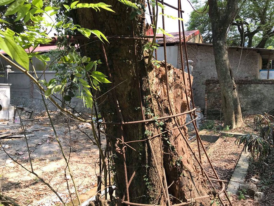 Người dân thôn Phụ Chính được toàn quyền quyết định việc bán cây gỗ sưa hơn 100 tỷ đồng