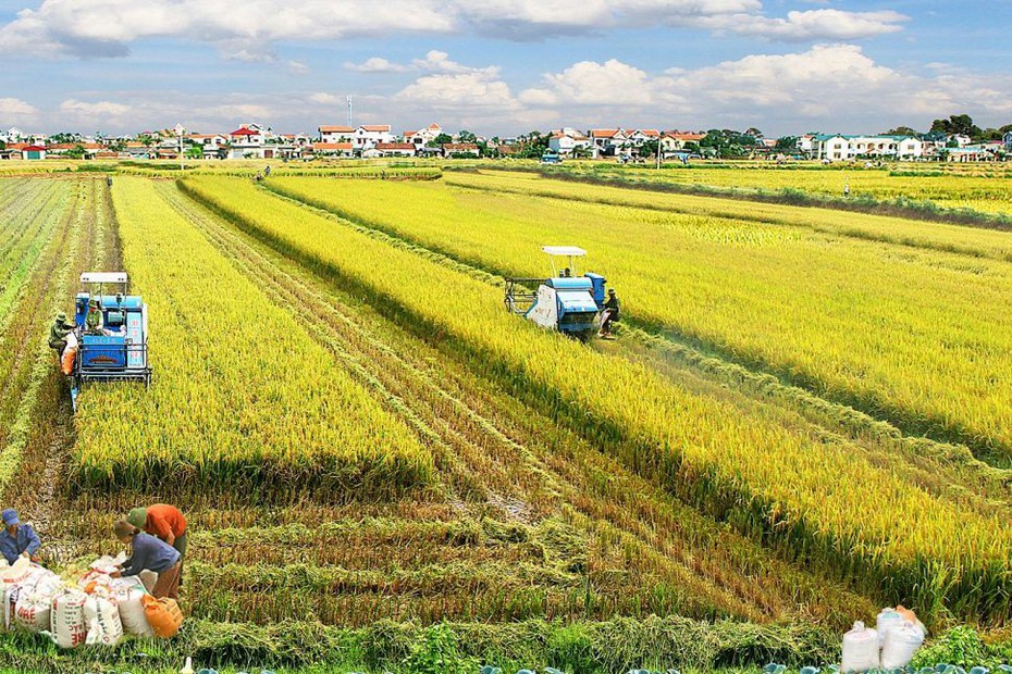 Hưng Yên bổ sung hơn 12 tỷ đồng bảo vệ và phát triển đất lúa, màu