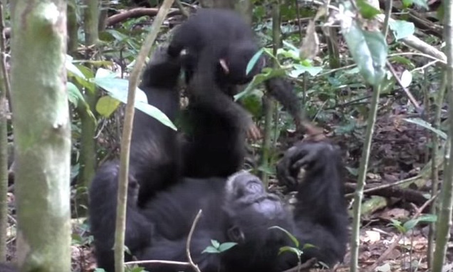 Video: Mẹ con tinh tinh say mê với trò chơi lái máy bay