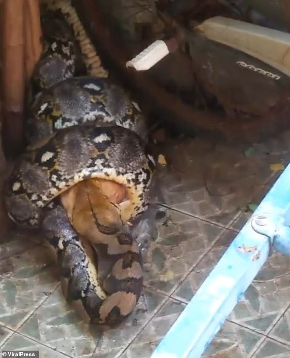 Video: Trăn lớn đột nhập nhà dân bắt mèo