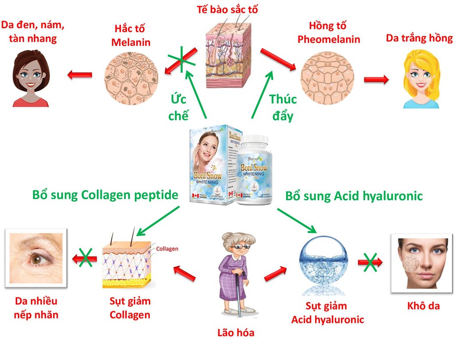 Viên trắng da BoniSnow mua ở đâu? BoniSnow giá bao nhiêu?