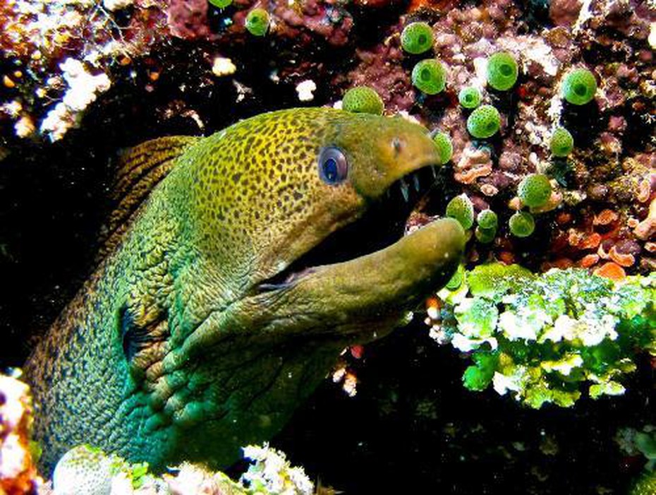 Video: Bí ẩn loài cá 'sát thủ' có hai bộ răng sắc nhọn