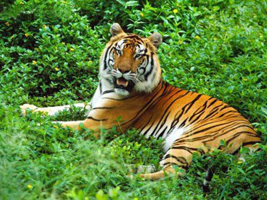 Ly kỳ chuyện vây bắt cọp khổng lồ chuyên ăn thịt người