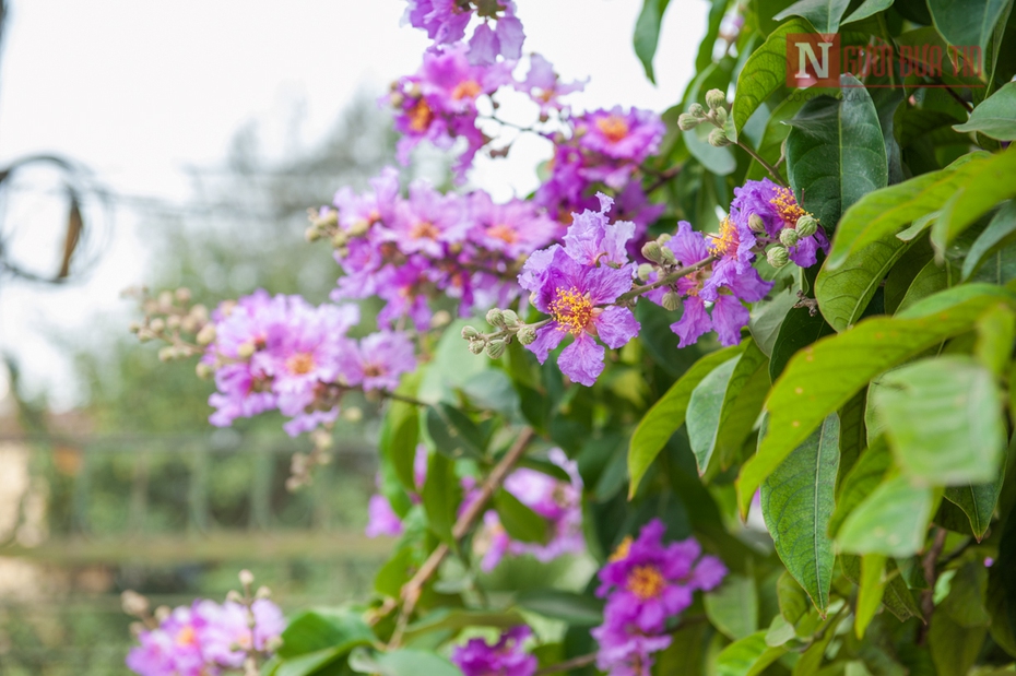 Chùm ảnh: Sự tích hoa Bằng lăng tím