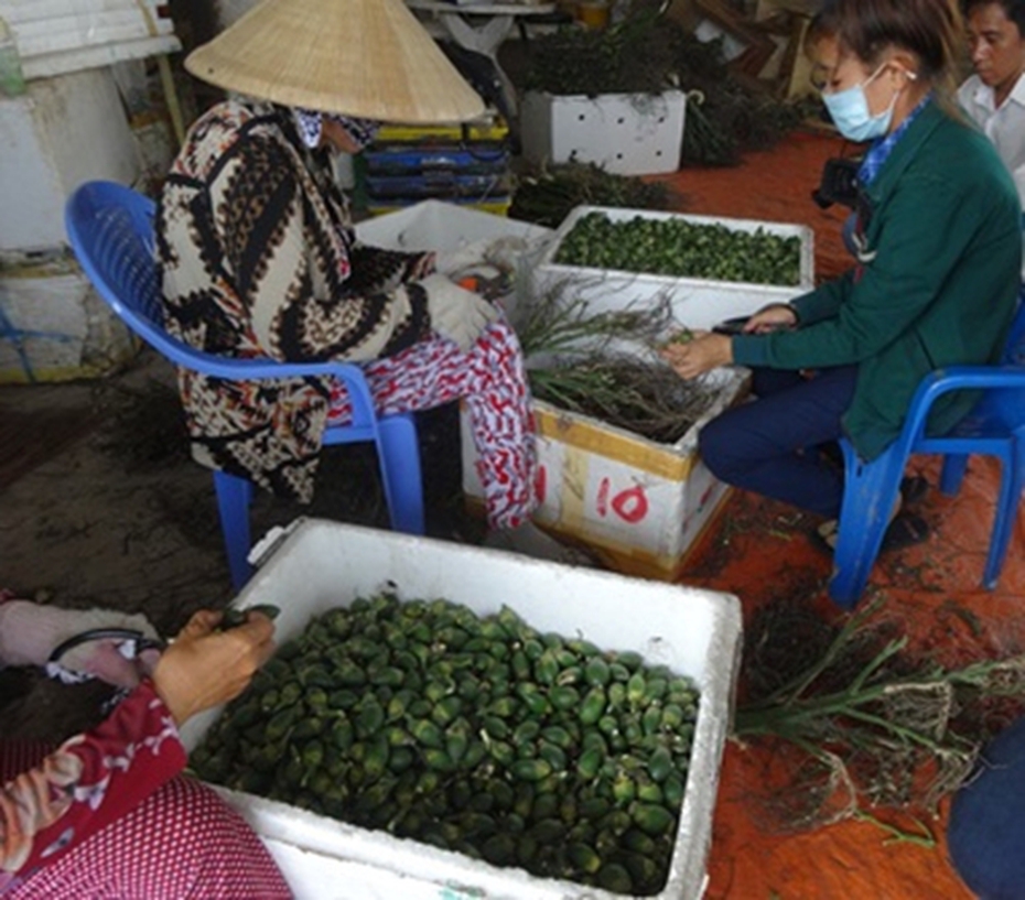 Thực hư thương lái TQ mua cau non để chữa... cường dương