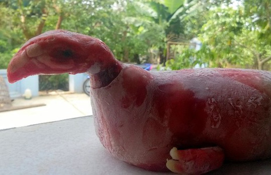 Heo đẻ ra 'quái thú' mình heo đầu gà ở Thanh Hóa