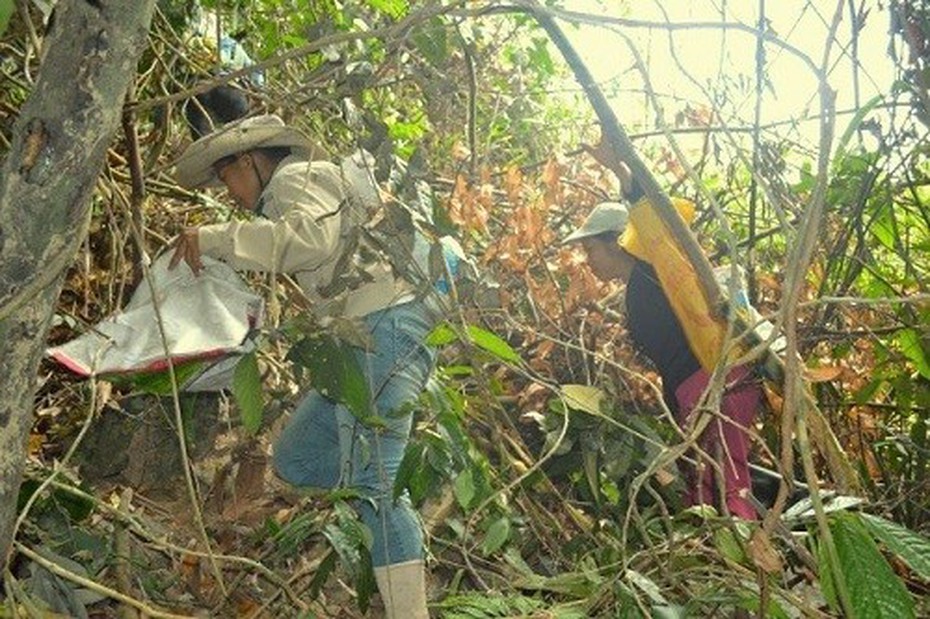 Băng rừng tìm hạt ươi vì thông tin chế thần dược trị gai cột sống
