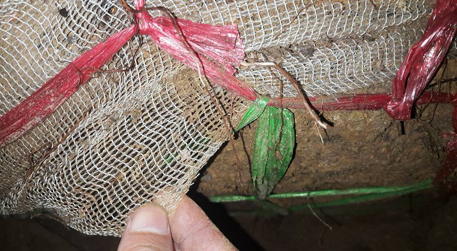 Cây xanh nguyên bầu: Báo chí phản ánh Hà Nội mới biết