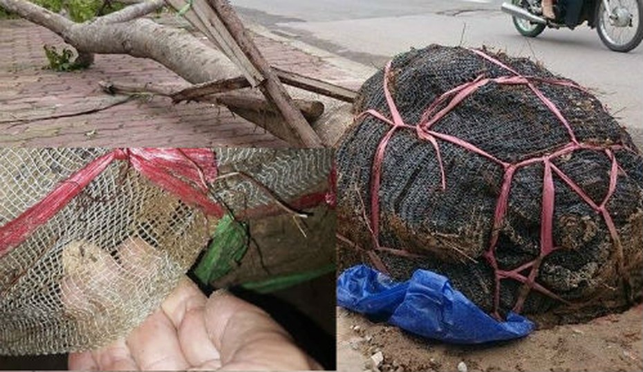 Chuyên gia: Cây xanh không bỏ bọc lưới nilon rất dễ gãy đổ