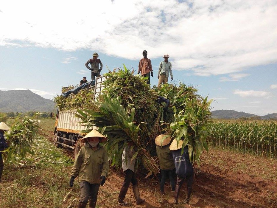 Khô hạn kéo dài, nông dân miền Trung lao đao vì mất mùa