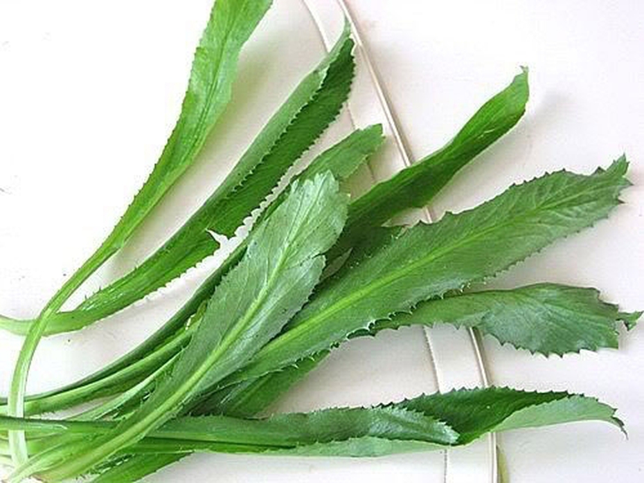 Tuyệt chiêu trị nám da, trị mụn và hôi miệng từ rau mùi tàu