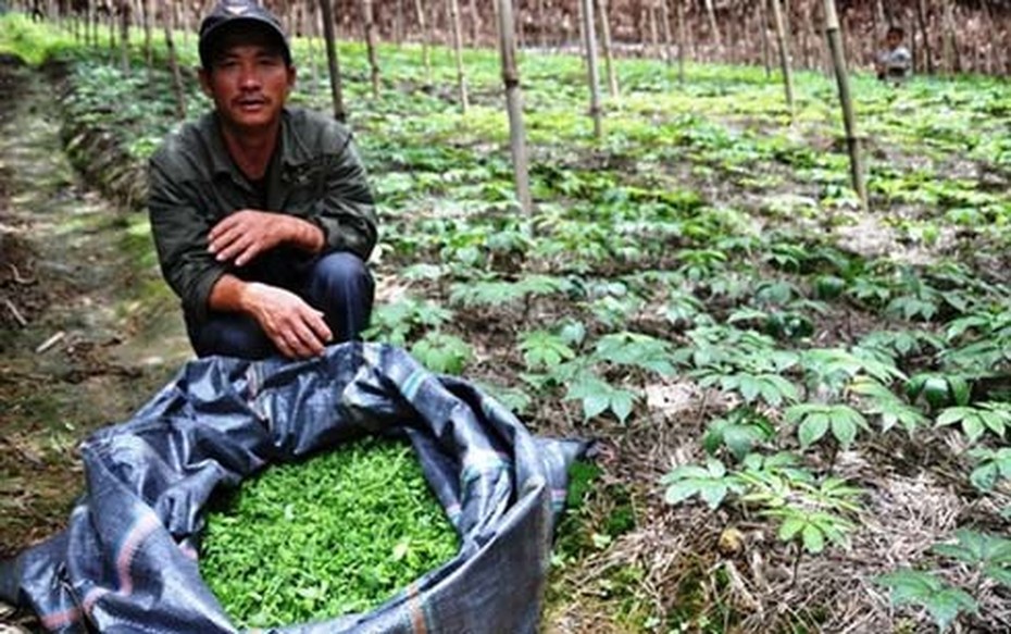 Chuyện về 'cây tam thất tiền tỷ' ở Si Ma Cai