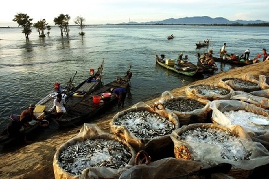 Cá Linh - Món ngon miền Tây Nam Bộ mùa nước nổi