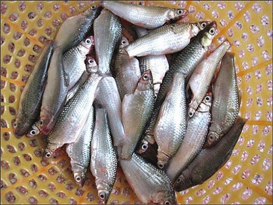 Về miền Tây Nam Bộ thưởng thức cá linh kho tiêu