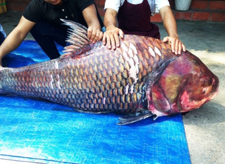 Cặp cá hô 'khủng' 240kg giá trăm triệu phục vụ đại gia Sài Gòn
