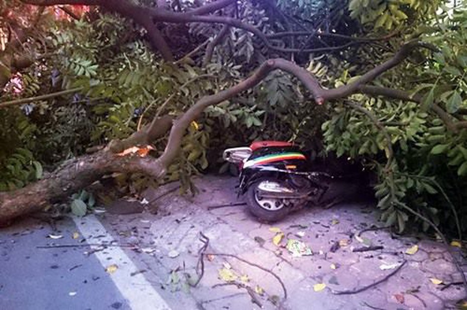 Hà Nội: Cây cổ thụ nghiêng 3 tháng, bật gốc đổ chèn lên xe máy