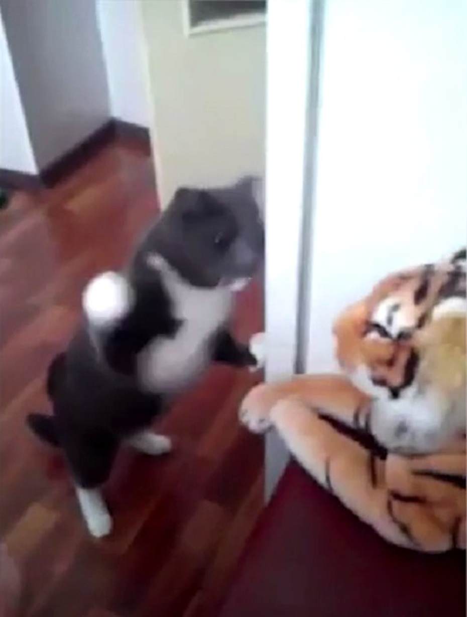 Mèo 'đanh đá' đấm liên tiếp vào mặt hổ gây bão cộng đồng [VIDEO]