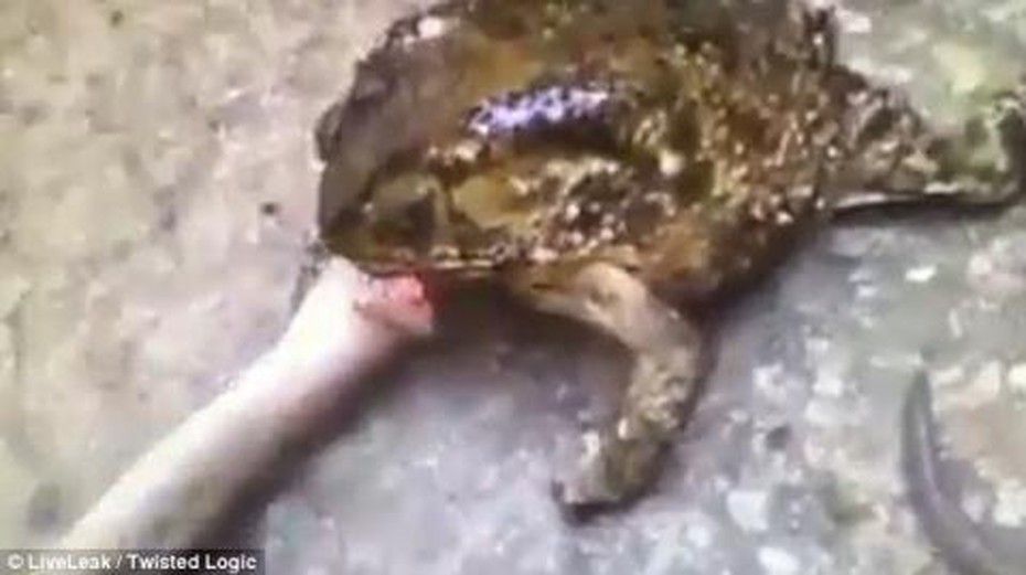Kinh ngạc cảnh cóc mía nuốt chửng rắn dài gần 1m [VIDEO]