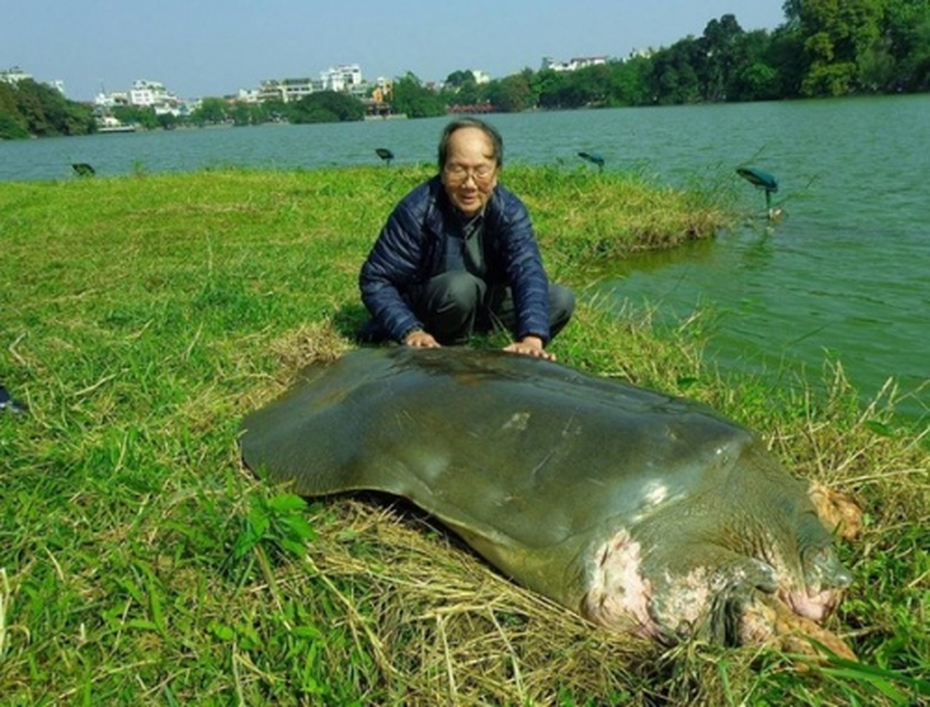 ‘Cụ’ rùa Hồ Gươm và lần vớt lưới trị bệnh đáng nhớ