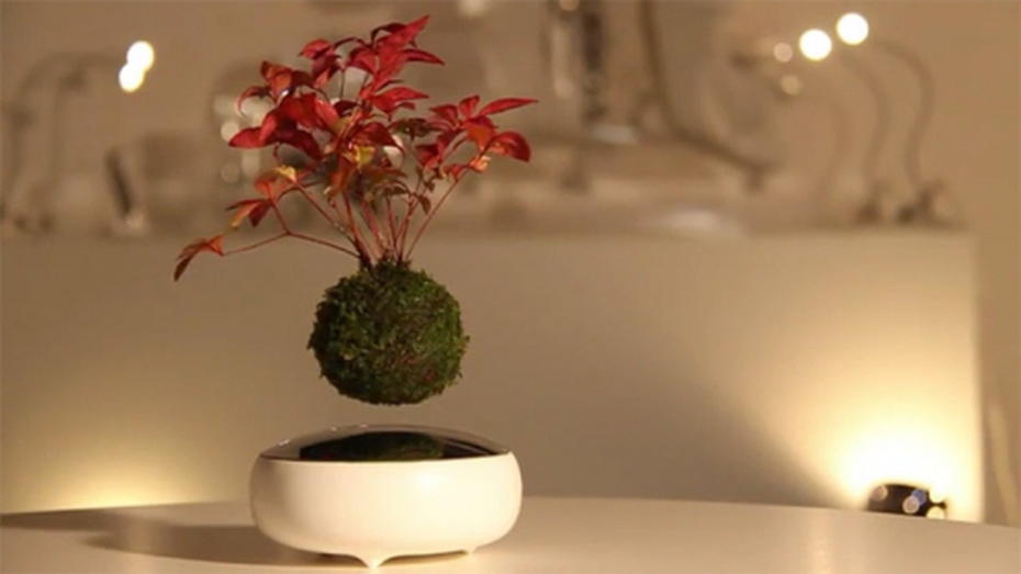 Video: Phát sốt với cây bonsai biết bay giá 4 triệu đồng