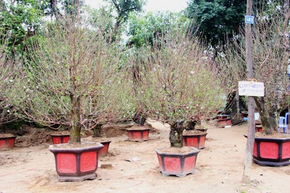 Thuê đào, quất chơi Tết giá chục triệu vẫn thu hút khách hàng