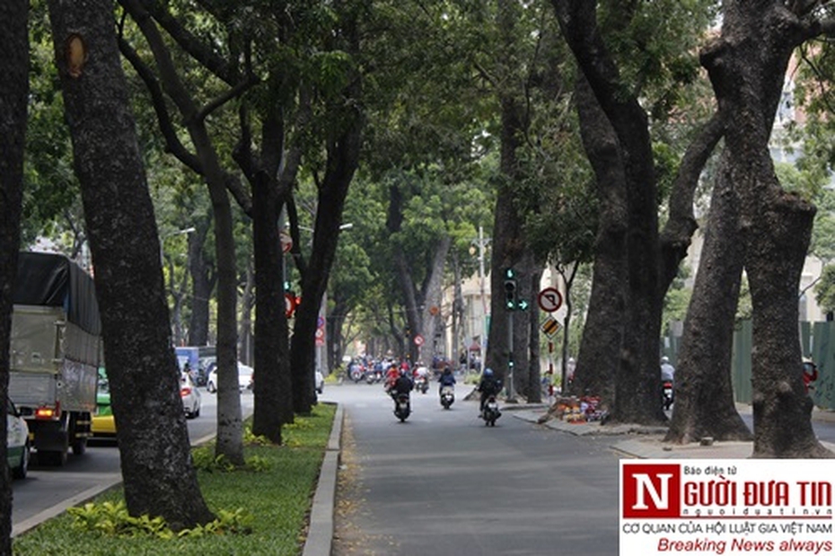Nuối tiếc lần cuối nhìn ngắm hàng cây xanh cổ thụ trăm tuổi trước giờ đốn hạ ở Sài thành