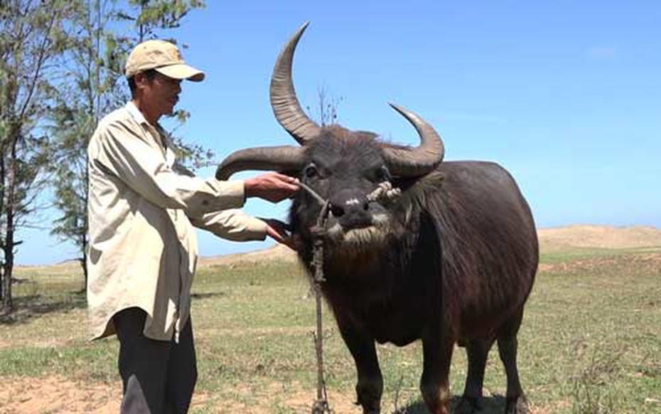 Kỳ lạ: Trâu 3 sừng xuất hiện ở Bến Tre [VIDEO]