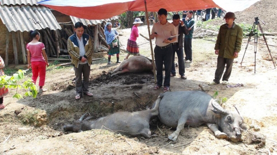 Sét đánh chết 5 con trâu nhốt trong chuồng của 1 gia đình ở Hà Giang