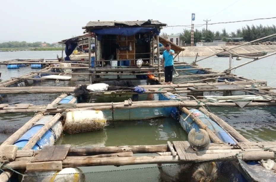 Thanh Hóa: Xác định nguyên nhân cá lồng chết trên sông Tĩnh Gia