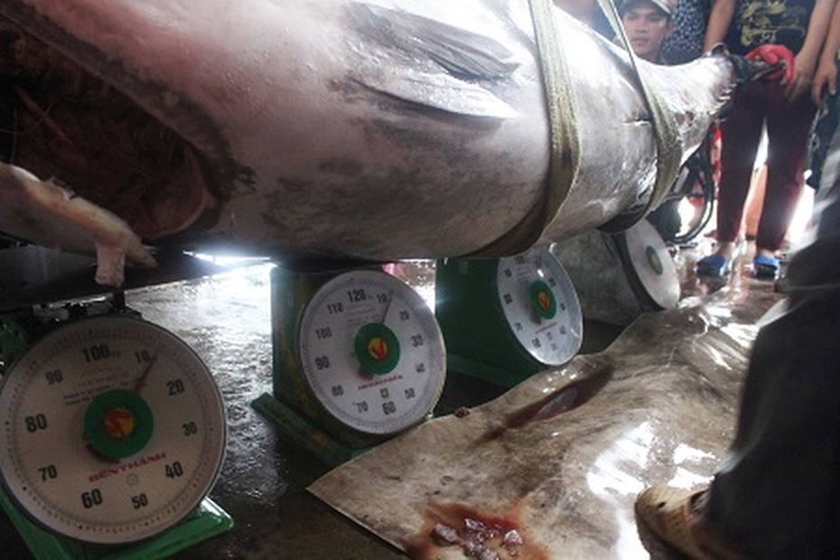 Cá ngừ vây xanh 300kg cực hiếm mắc câu ở biển Hoàng Sa