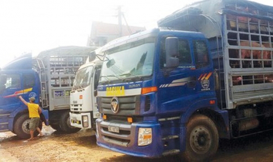 Bài học đau đớn khi thương lái Trung Quốc đột ngột ngưng mua heo