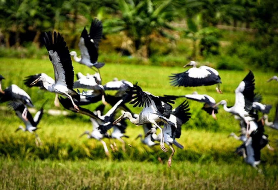Tiết lộ đàn chim lạ, nghi có tên trong sách đỏ bay rợp trời Lào Cai
