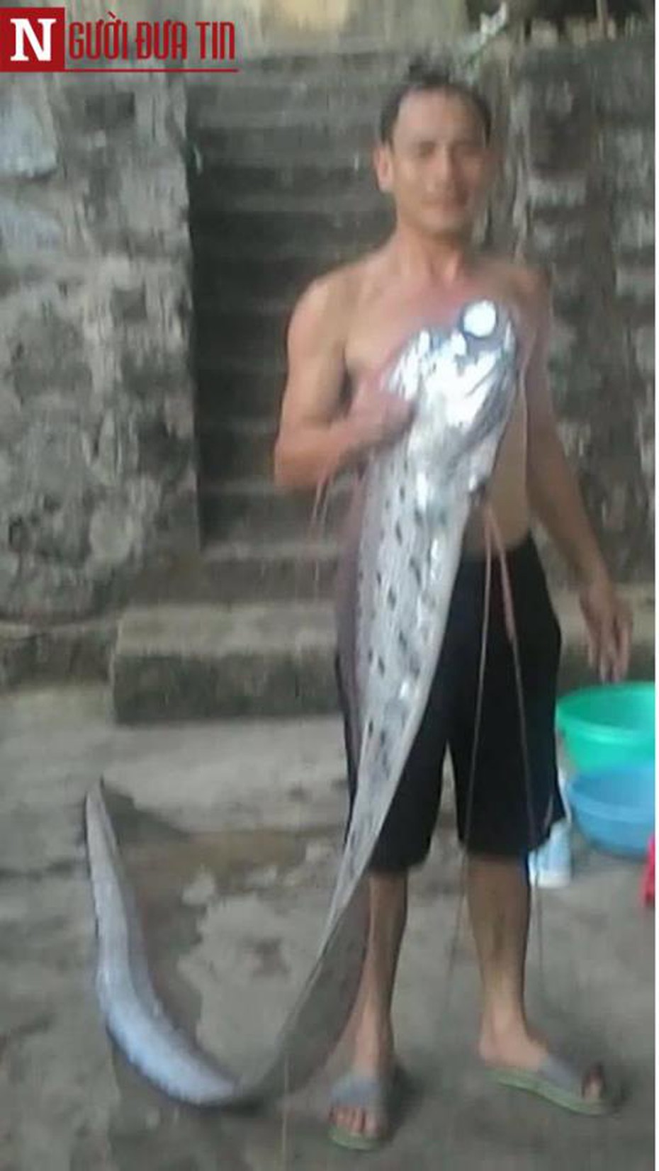 Thực hư 'thủy quái' lạ màu óng ánh có râu dài 3m vừa bắt ở Hà Tĩnh