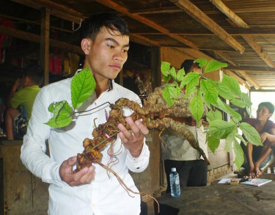 Củ sâm Ngọc Linh 'khủng' giá 200 triệu ở Quảng Nam có gì đặc biệt?
