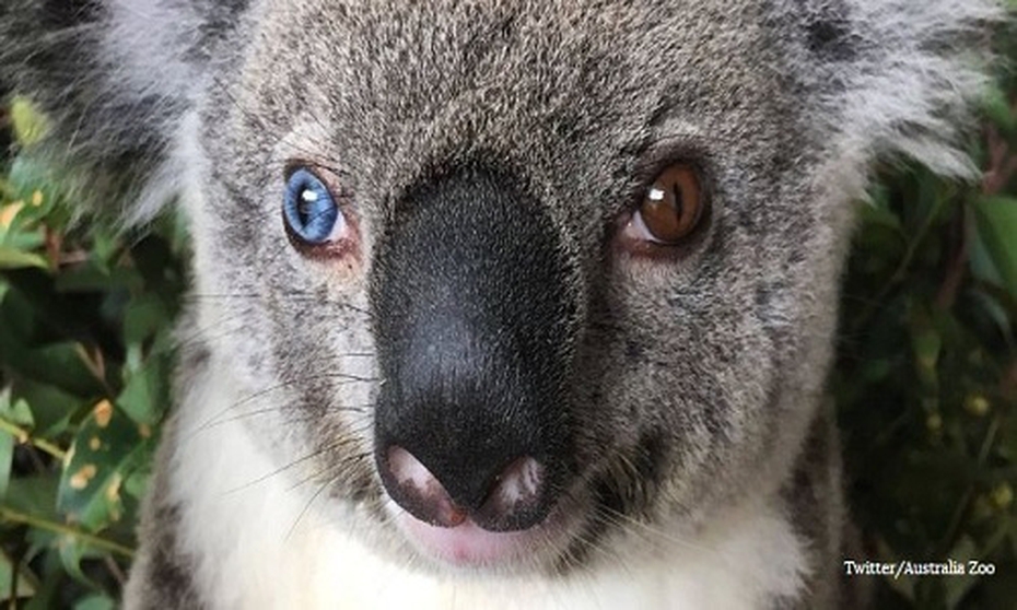 Phát hiện koala có 2 màu mắt xanh, nâu hiếm gặp ở Australia [VIDEO]