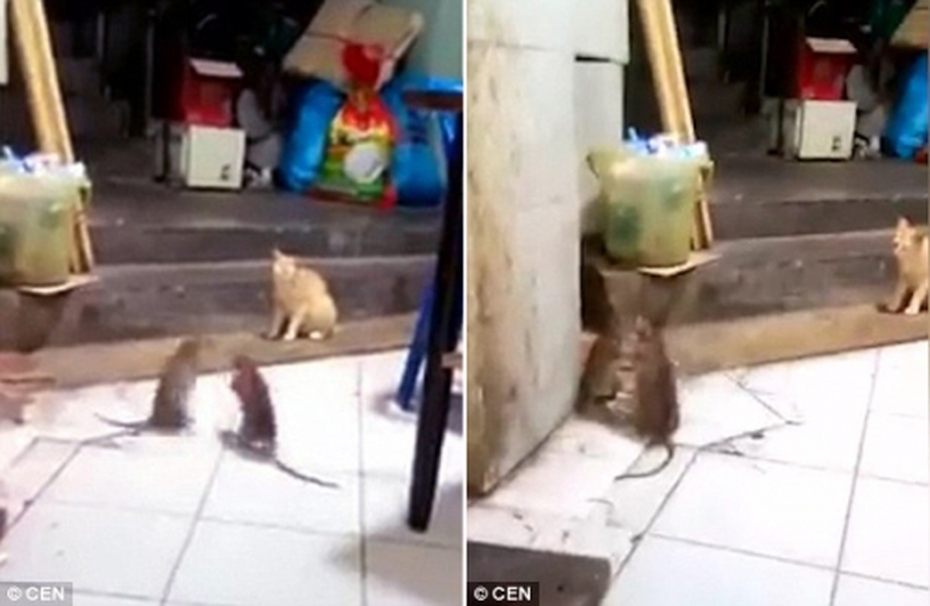 Video: Mèo sợ hãi nhảy cẫng khi thấy chuột ‘khủng’ đánh nhau
