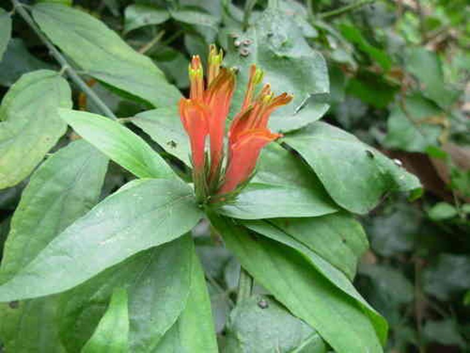 Thực hư cây bìm bịp chữa ung thư mà người CHÂU Á ráo riết săn lùng?