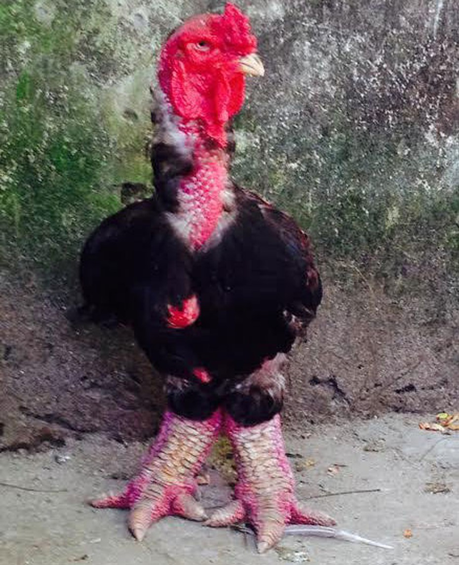 Chúa gà Đông Tảo 65 triệu được ngâm rượu vì chủ quá yêu mến