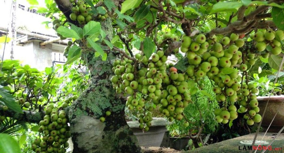 Kinh nghiệm chữa quai bị cho con chỉ 5 ngày không cần kiêng cữ