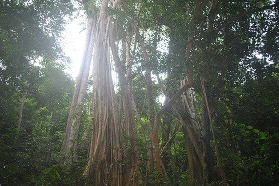 Huyền thoại “cây đa tình” ở vùng đất “mỹ nữ tiến vua”