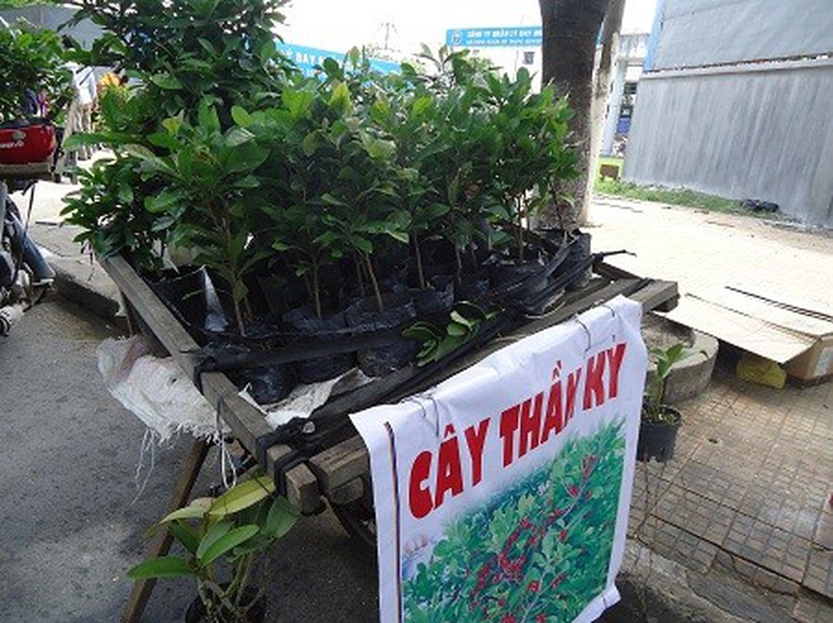Đổ xô đi mua “cây thần kỳ” chữa bệnh