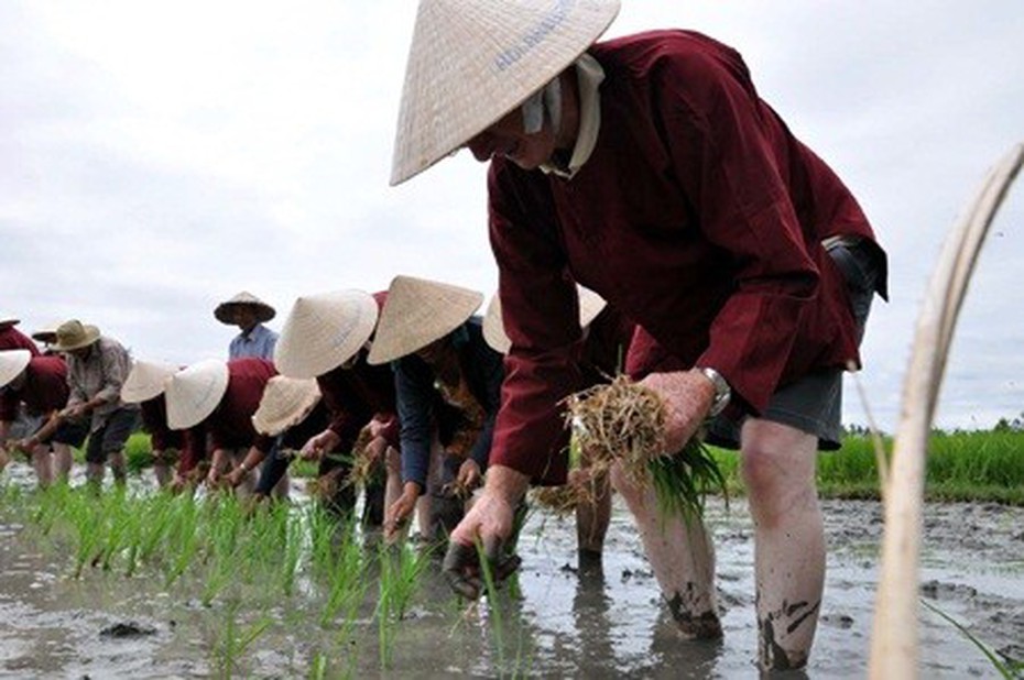 Vui, lạ với dịch vụ “chính hiệu nông dân” cho Tây