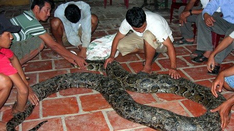 Cả phường phong con trăn đất là “thần linh”